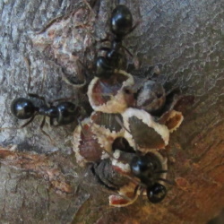 Gossyparia spuria